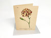 Botanical Greeting Cards - Clubcard Printing Canada