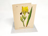 Botanical Greeting Cards - Clubcard Printing Canada