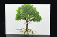 Recycled Uncoated Postcards 15pt - Clubcard Printing Canada